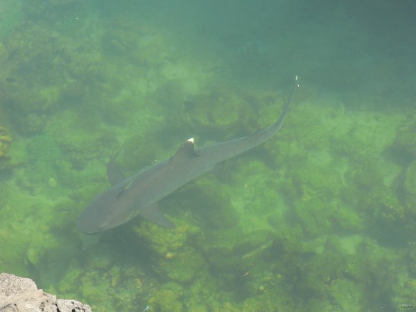 62- Requin pointes blanches 